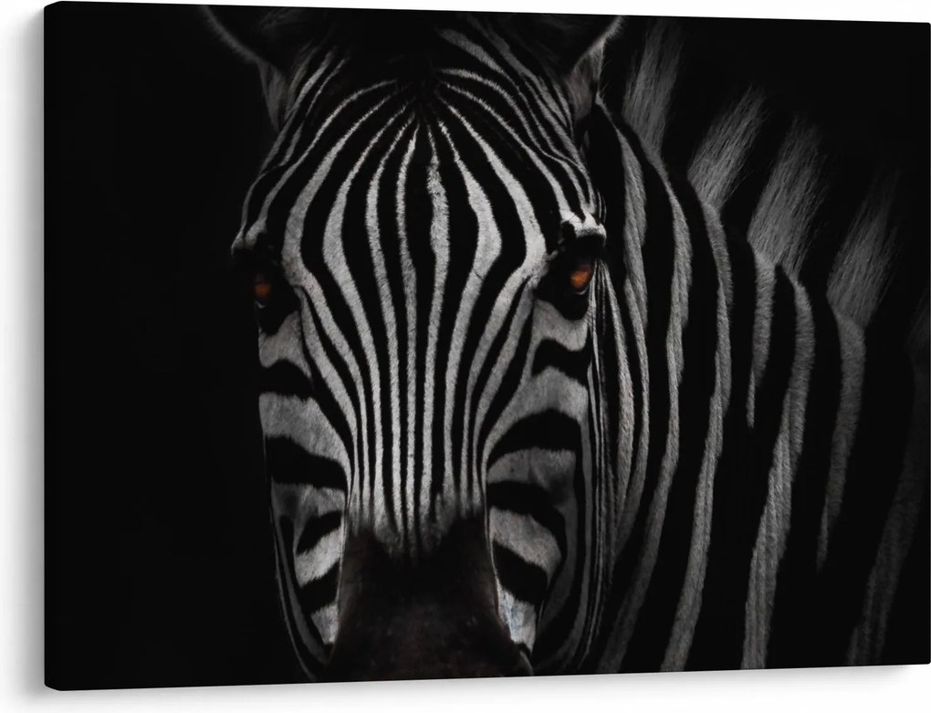 Zebra képe (70x50 cm)
