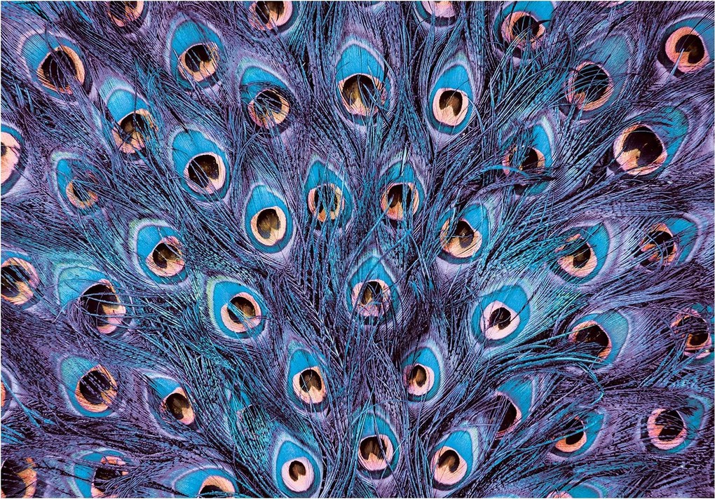 Fotótapéta flizelina Páva tollak Egzotika Hálószoba Nappali 368x254 +ragasztó