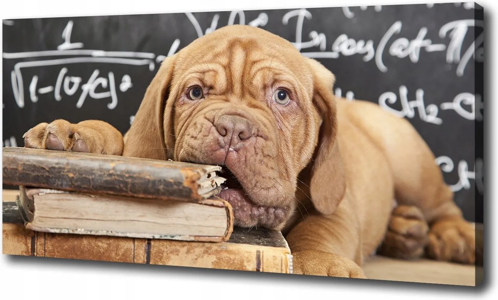 Vászonkép Kutya harap egy könyvet 100x70cm