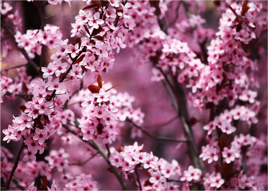 Kép - Rózsaszín sakura (70x50 cm)