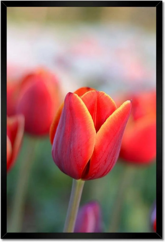 Poszterek keretben 40x60 Tulipánok Virágok