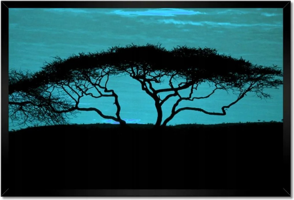 Poszterek keretben 60x40 Akác a szavannán