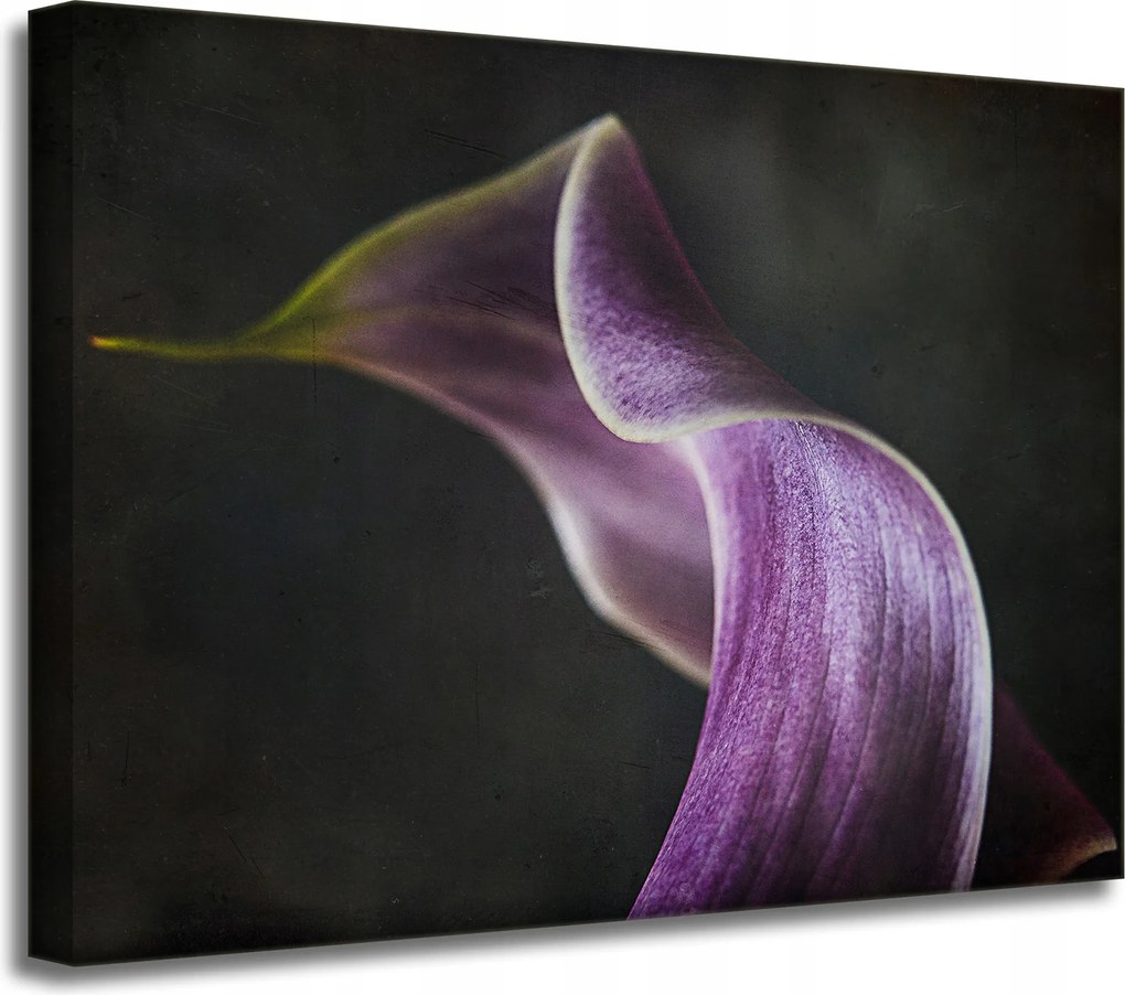 Vászonkép Botanika Lila szirom 40x30