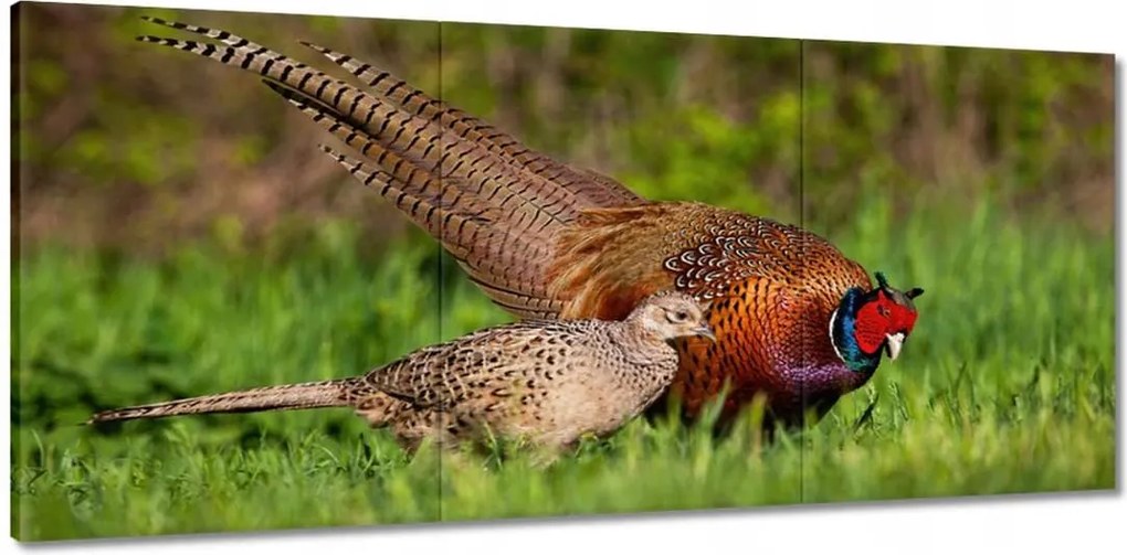 Vászonkép 150x70 Fácán család Madarak