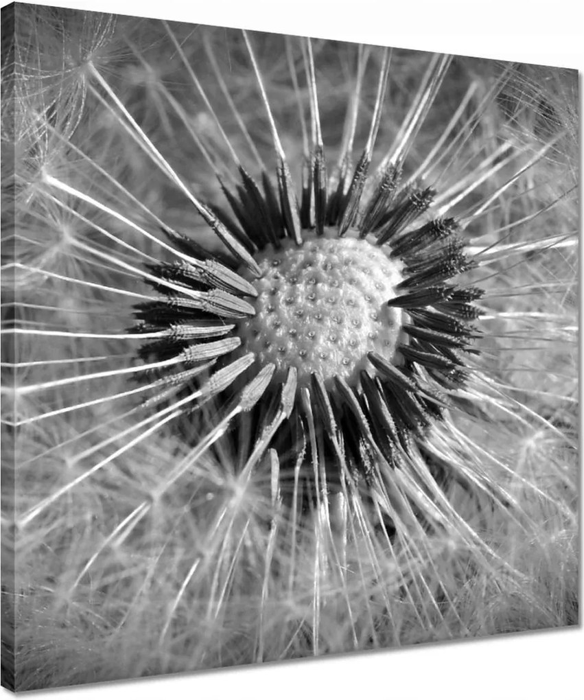 Vászonkép 40x40 Pitypang Virág Virágok