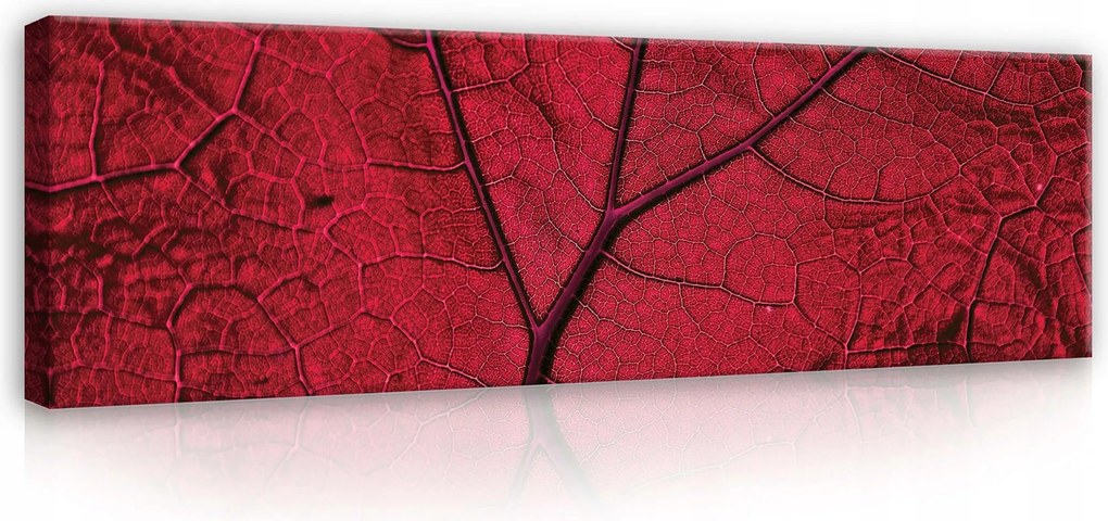 Vászonkép 145x45 Makro levelek piros levél damil levél textúra vízcseppek