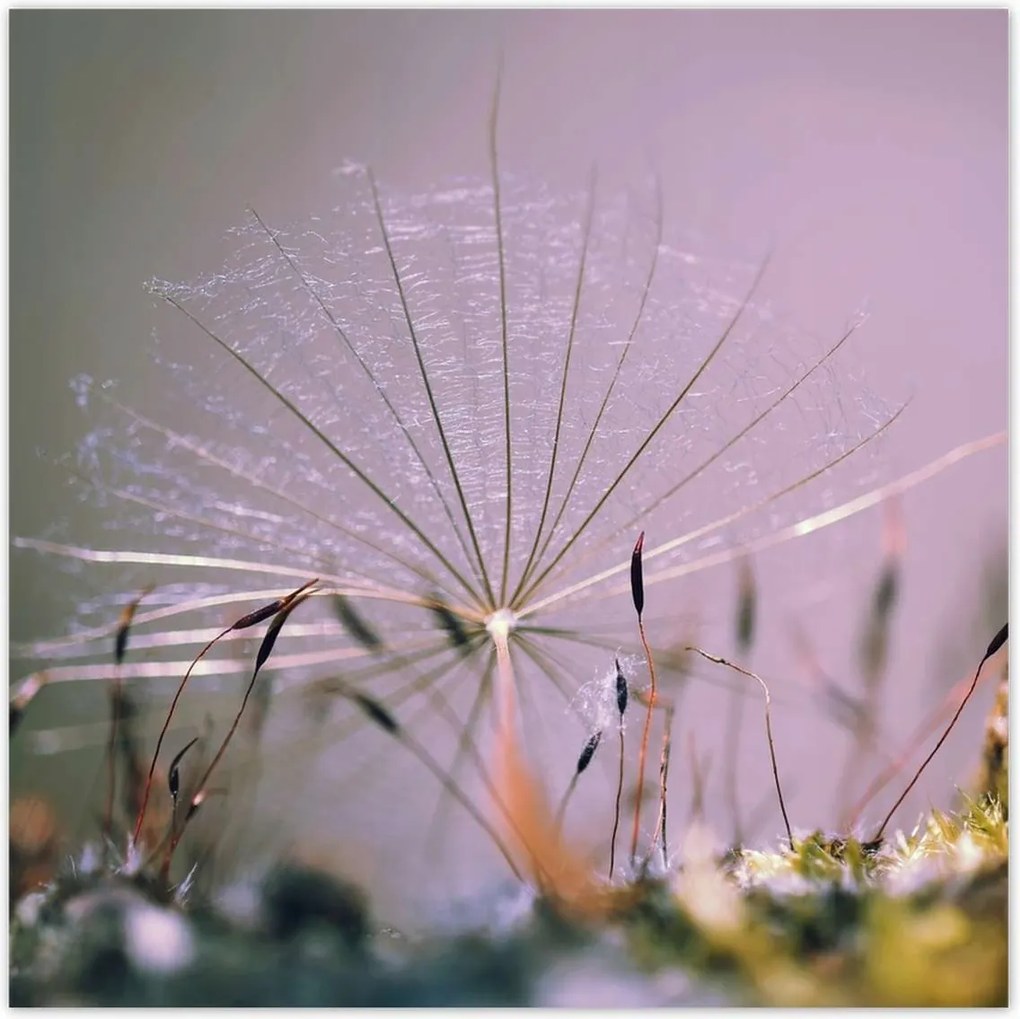 Poszterek 100x100 Pitypang