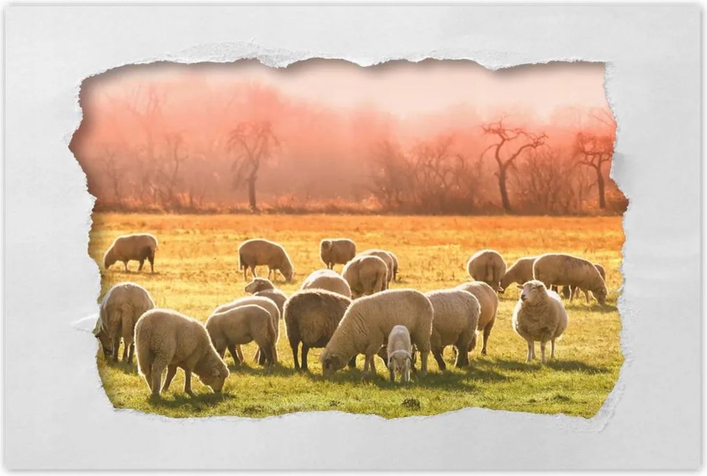 Poszterek 60x40 Juh legeltetés Bárányok