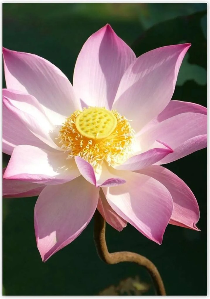 Poszterek 70x100 Lótusz Lótuszvirág