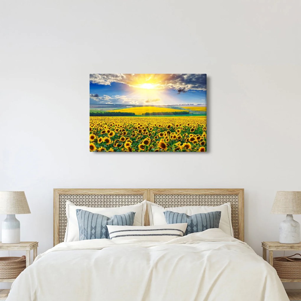 Kép - Napraforgó mező (90x60 cm)