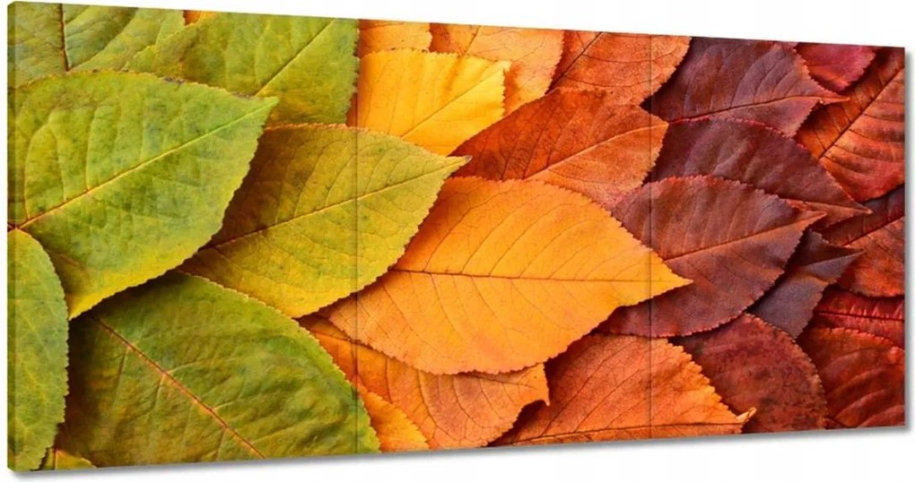 Vászonkép 60x30 Őszi színes levelek Levelek az ősz színeiben