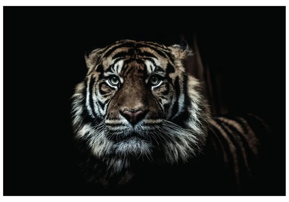 Fotótapéta tigris