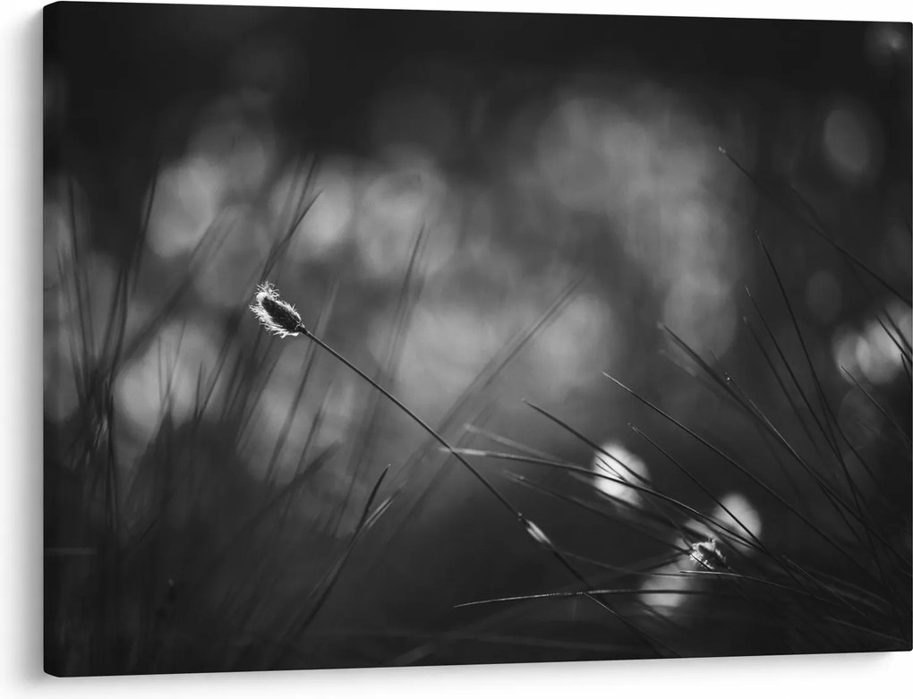 Kép - Mezei fű (70x50 cm)