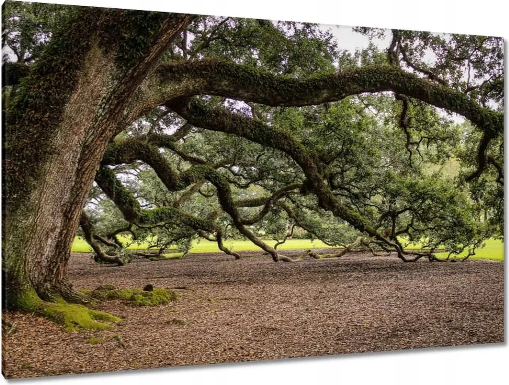 Vászonkép 120x80 Szétterülő tölgy