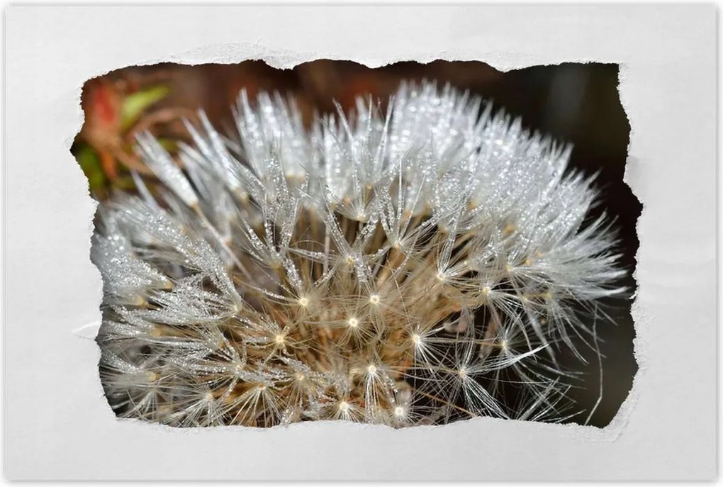 Poszterek 90x60 Pitypang Virág Virágok