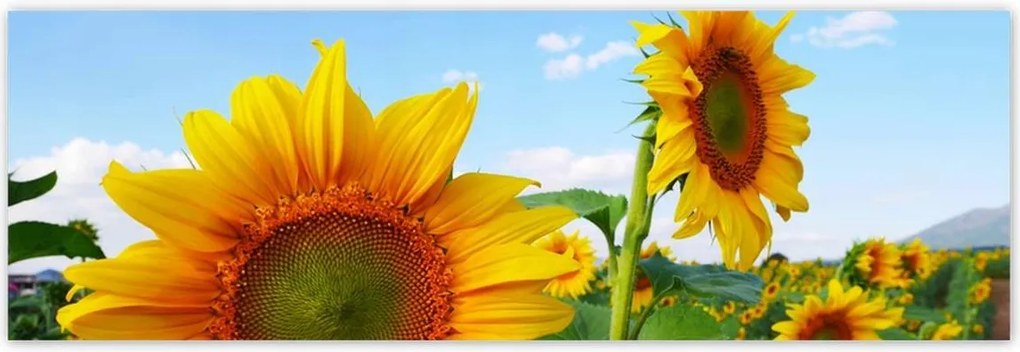 Poszterek 200x66 Napraforgók Égbolt