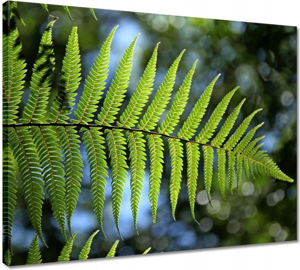 Vászonkép 50x40 Páfrány páfránylevél