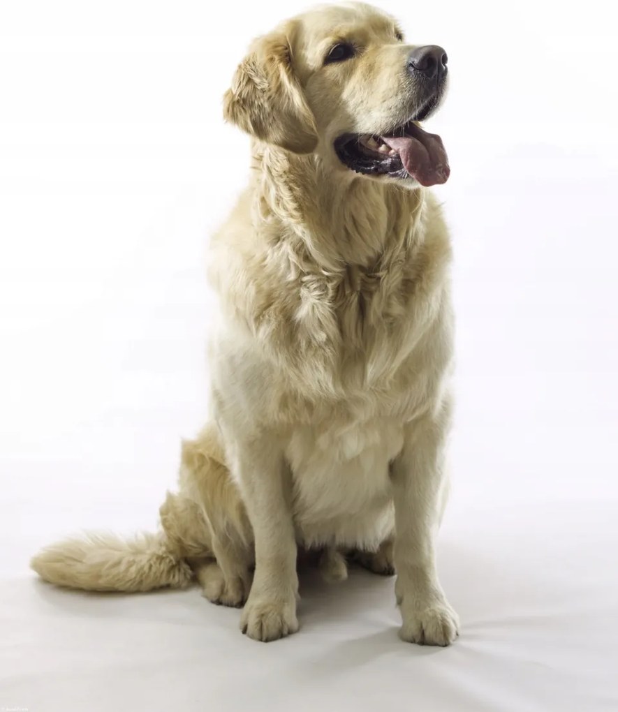 Poszter 40x50cm Golden Retriever, fehér alapon, Assaf Frank