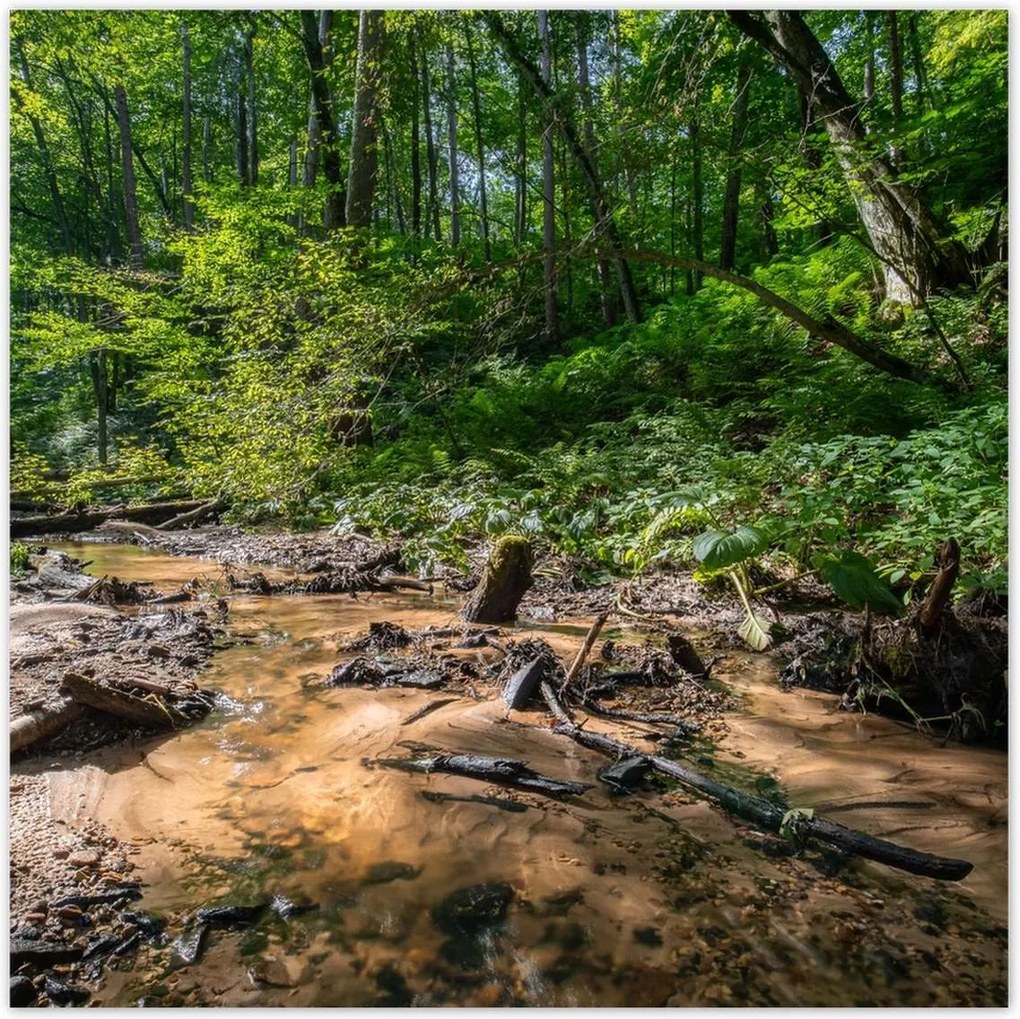Poszterek 100x100 Folyó Trópusi erdő