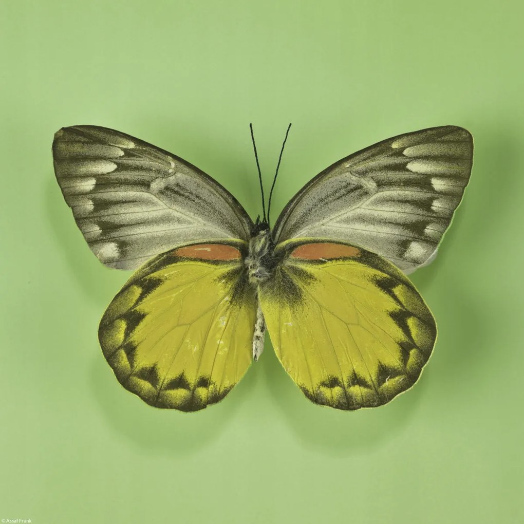 Poszter 30x30cm Pillangó zöld alapon, Assaf Frank