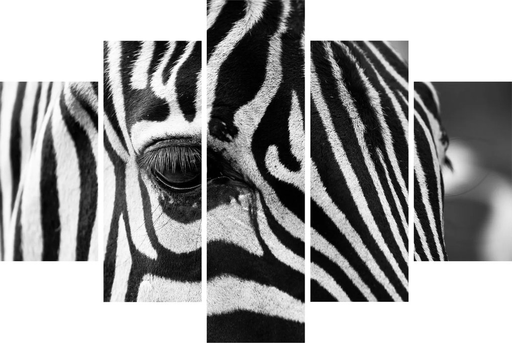 Zebra képe (150x105 cm)