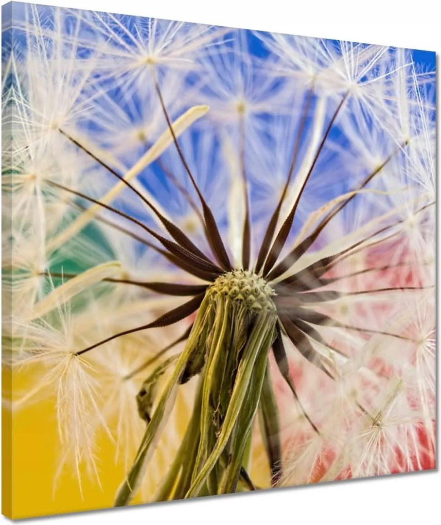 Vászonkép 40x40 Pitypang színesben