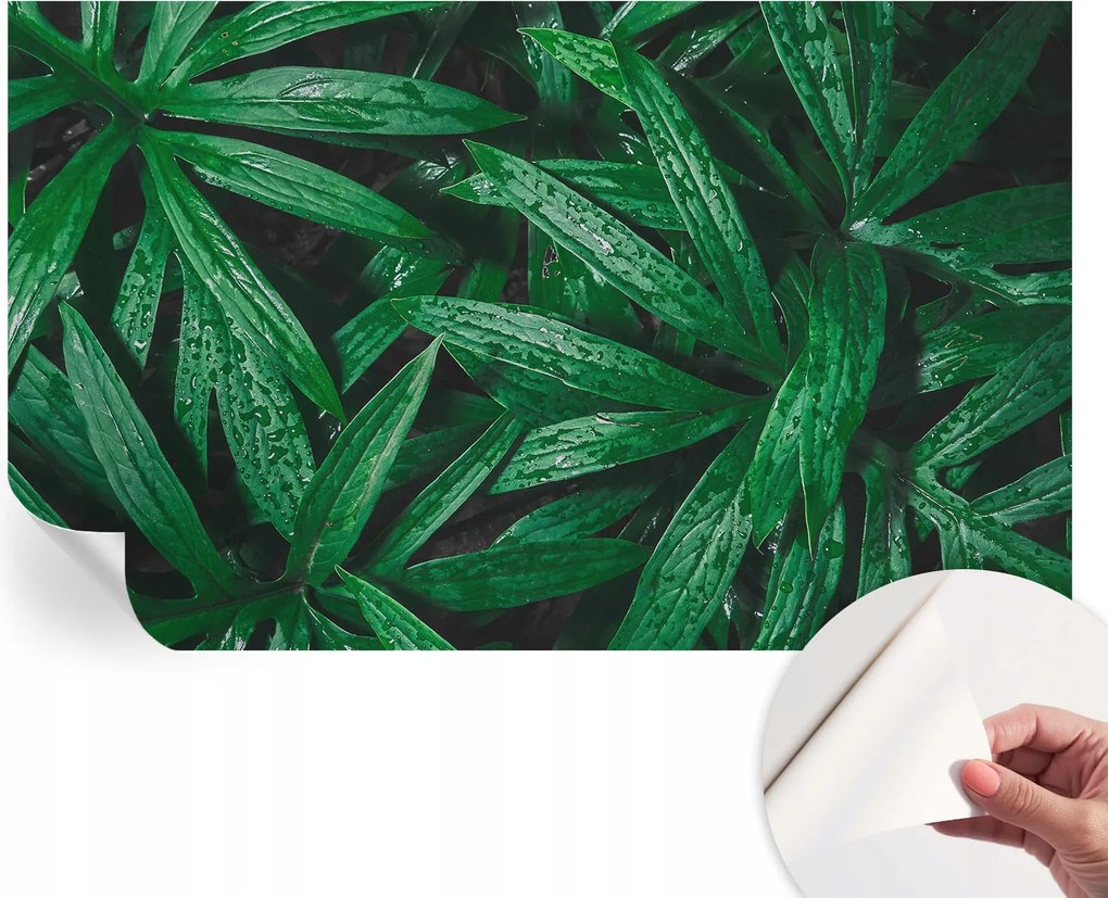 Matt öntapadós fotótapéta falra Természetes zöld 416x254 cm