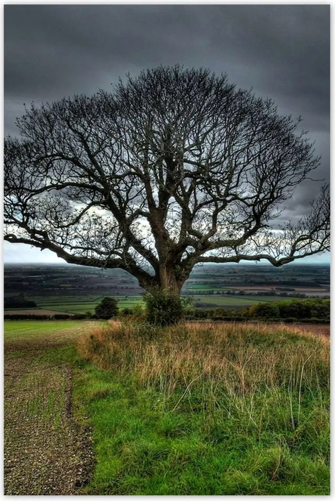 Poszterek 80x120 Fa tájkép