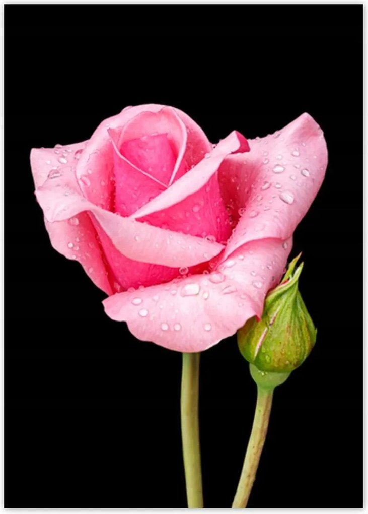 Poszterek 50x70 Rózsaszín rózsabimbó