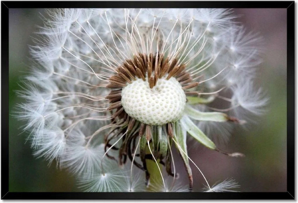 Poszterek keretben 60x40 Pitypang Virág Virágok