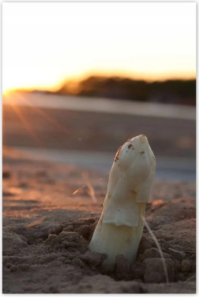 Poszterek 80x120 Spárga növekedés