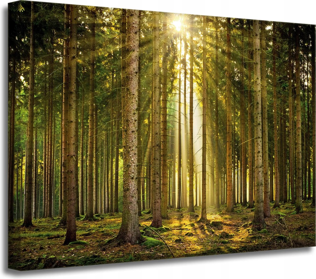 Vászonkép Erdő Fák Nap Természet Tavasz 40x30 cm