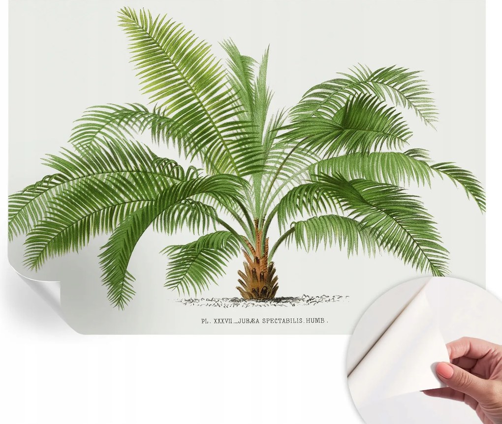 Öntapadós Fali Fotótapéta Hálószobába Csillogó pálmafa 312x219 cm