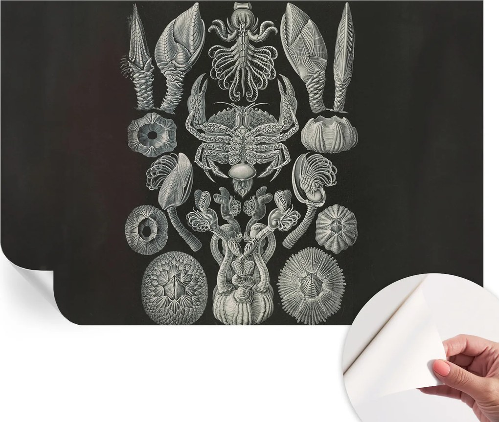 Dekoratív öntapadós fotótapéta irodába Vízalatti formák 104x70 cm