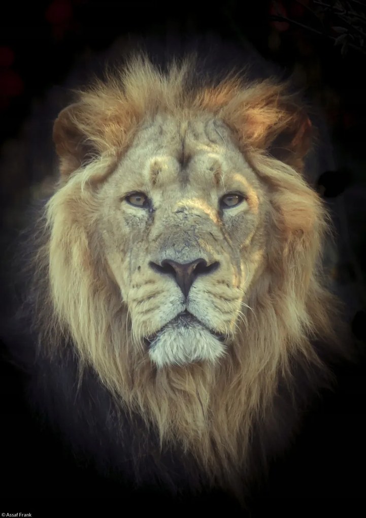 Poszter 21x29,7cm Oroszlánfej, Assaf Frank