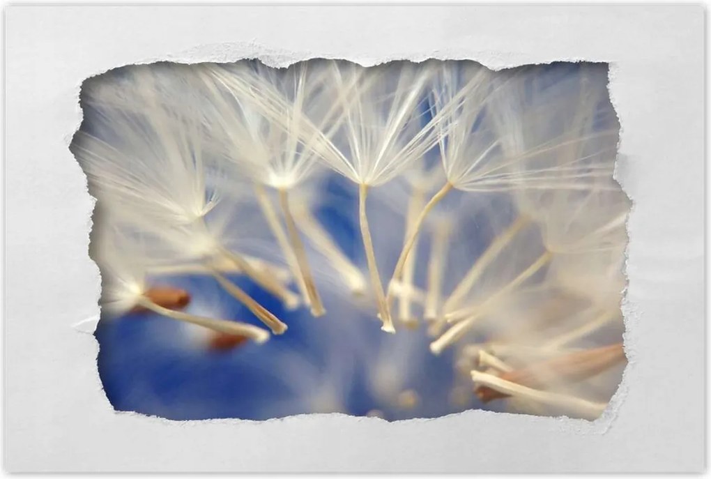 Poszterek 60x40 Pitypang Virág Virágok