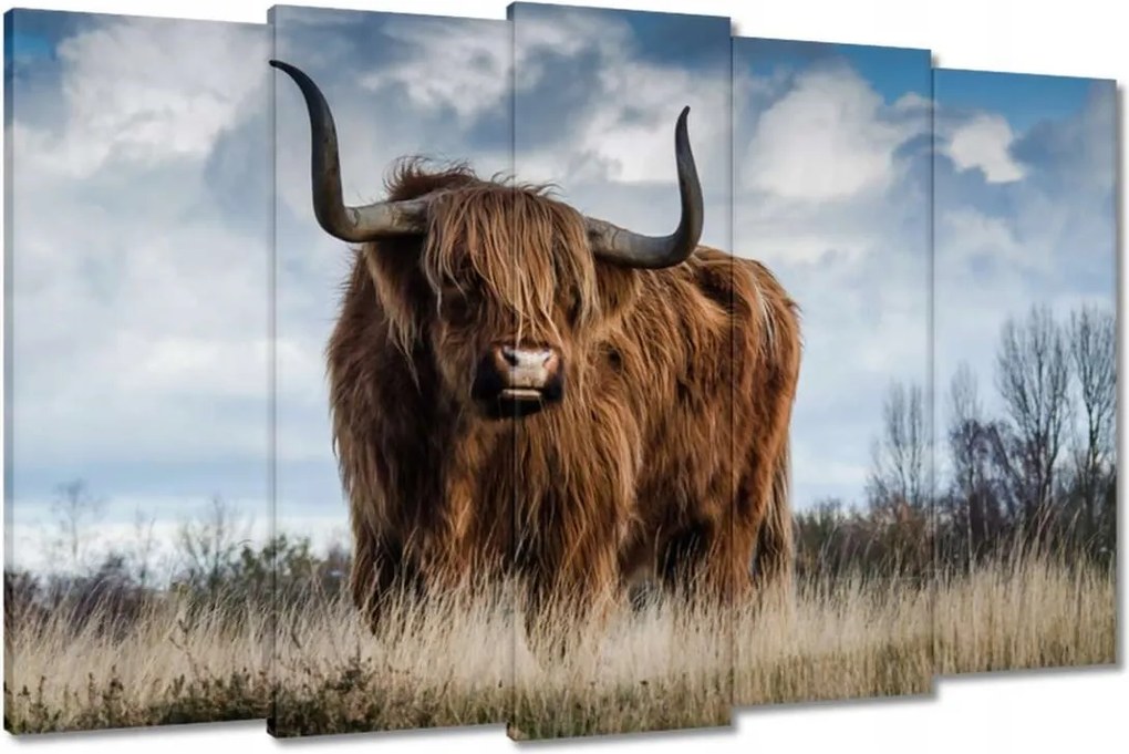 Vászonkép 150x95 Skót tehén felföldi szarv