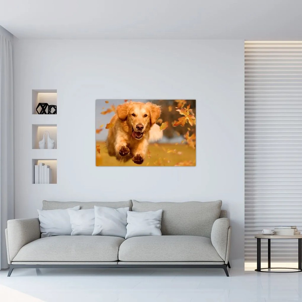 Kép - Golden Retriever (90x60 cm)