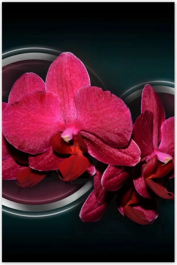 Poszterek 80x120 Lila orchidea