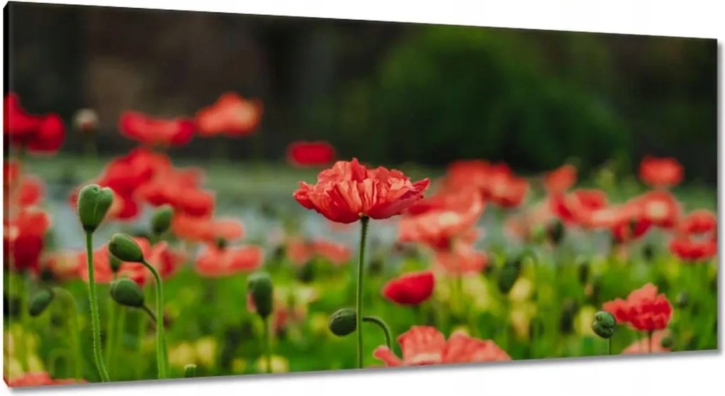 Vászonkép 115x55 Pipacs Virágok