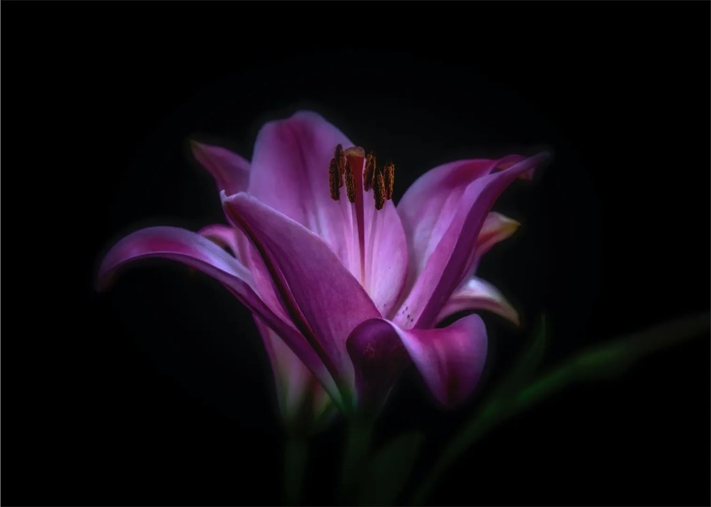 A liliom képe
(üvegen) (70x50 cm)