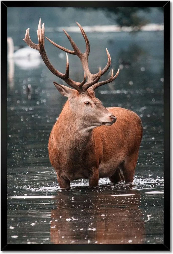 Poszter keretben 40x60 Szarvas felszarvazott