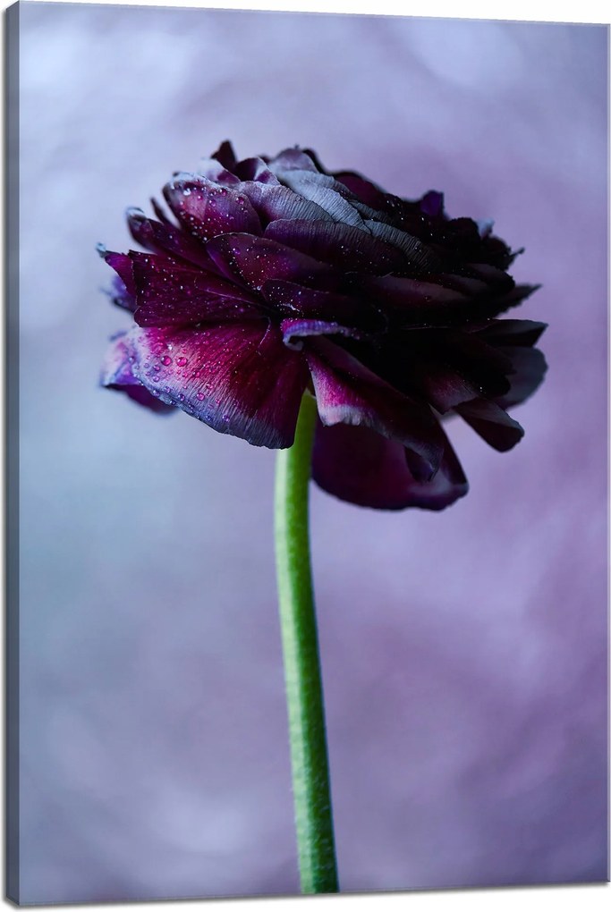 Botanika Vászonkép Lila virág 40x60 cm