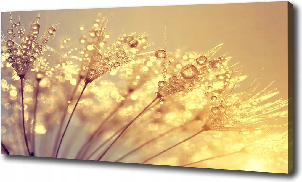 Vászonkép Pitypang magok 120x60 cm