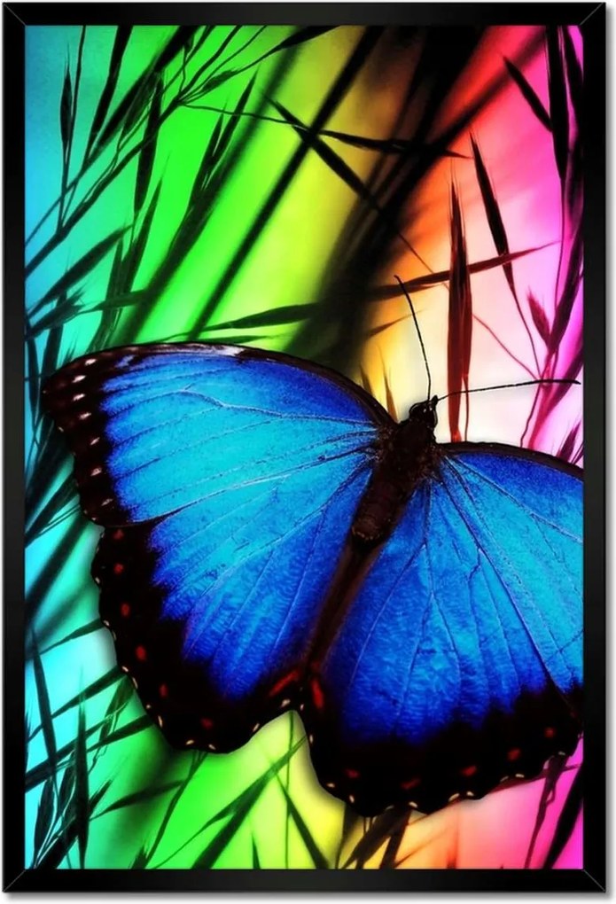 Poszter keretben 40x60 Kék pillangó