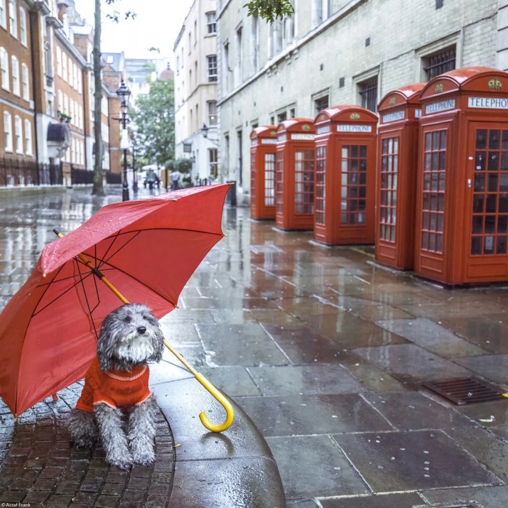 Poszter 30x30cm Kutya esernyővel a londoni utcában, Assaf Frank