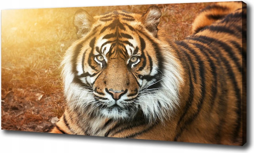 Vászonkép Bengáli tigris 100x70 cm