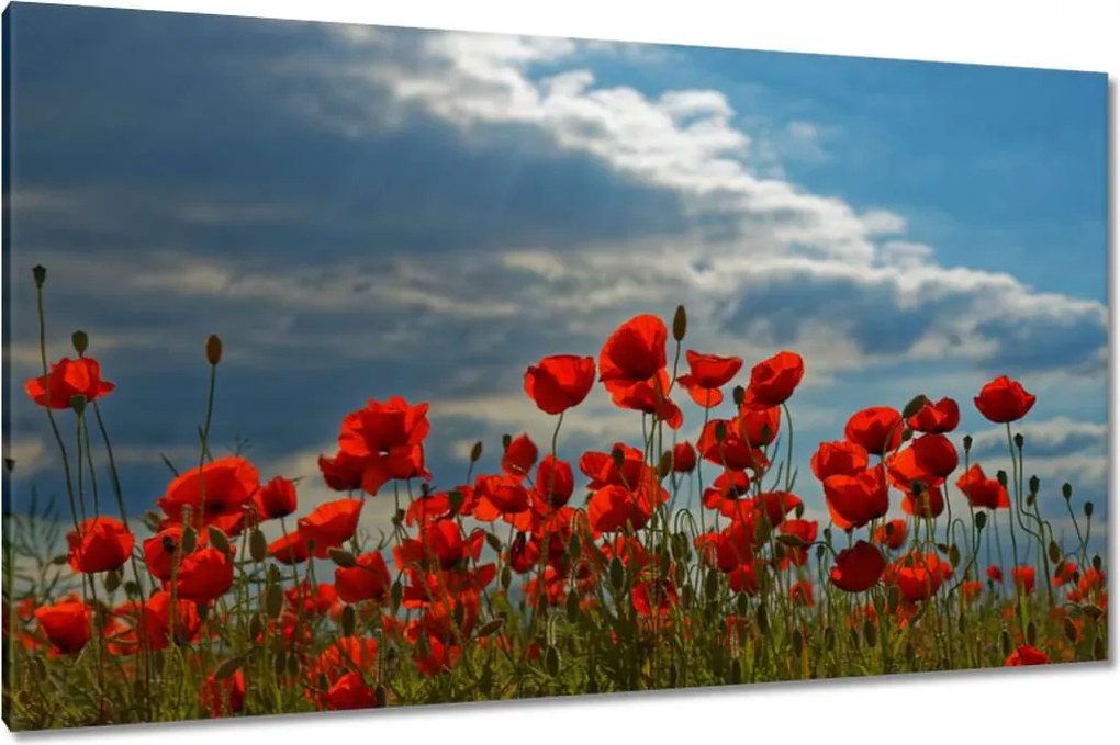 Vászonkép 120x70 Pipacs Virágok