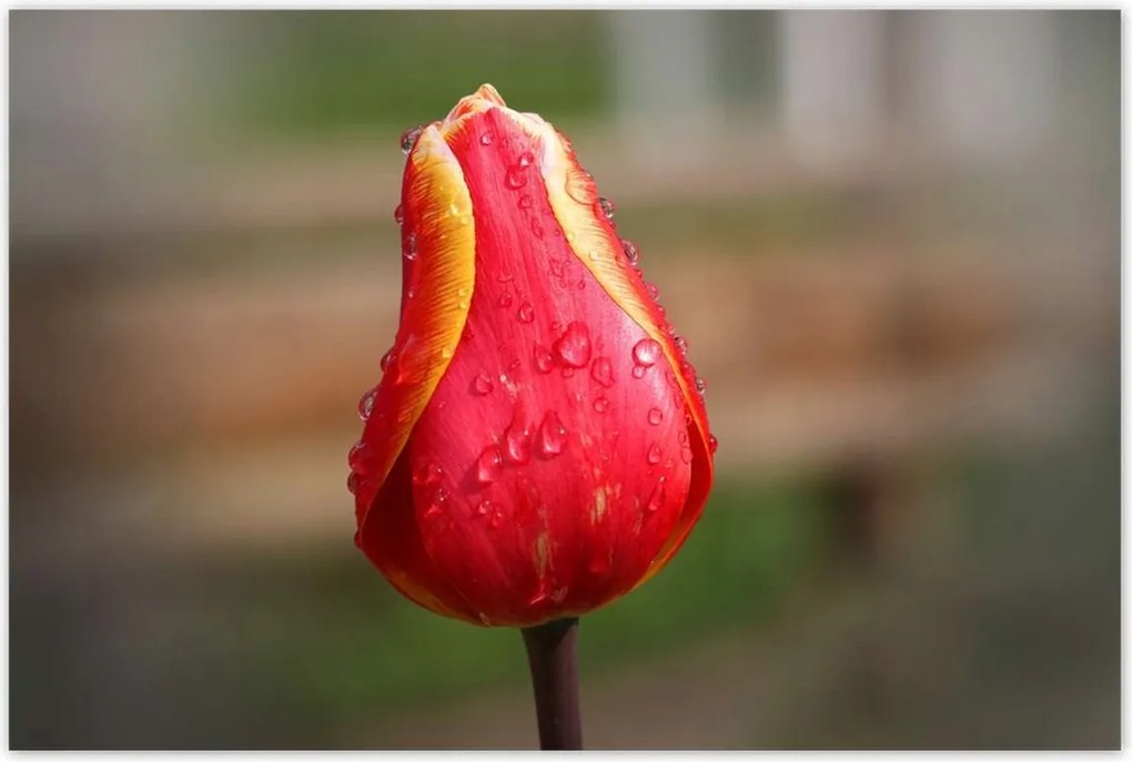 Poszterek 120x80 Piros-sárga tulipán
