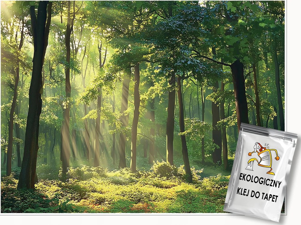 Fotótapéta Erdő Nap A Flizelinen Konyha Hálószoba Nappali Tapéta 300x210